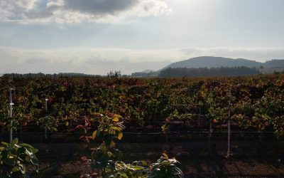 Η Παγκόσμια Ημέρα Οινοτουρισμού στο Οινοποιείο Άρμαθος